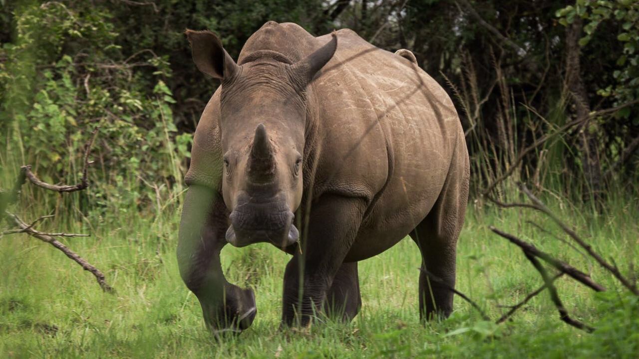 THE RHINO, 13 FACTS ABOUT THE ANIMAL THAT WALK WITH THE “GOLD ...