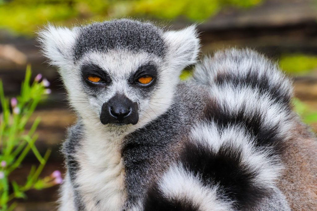 17 amazing facts about Madagascar, the island it took humans 300,000 years  to discover