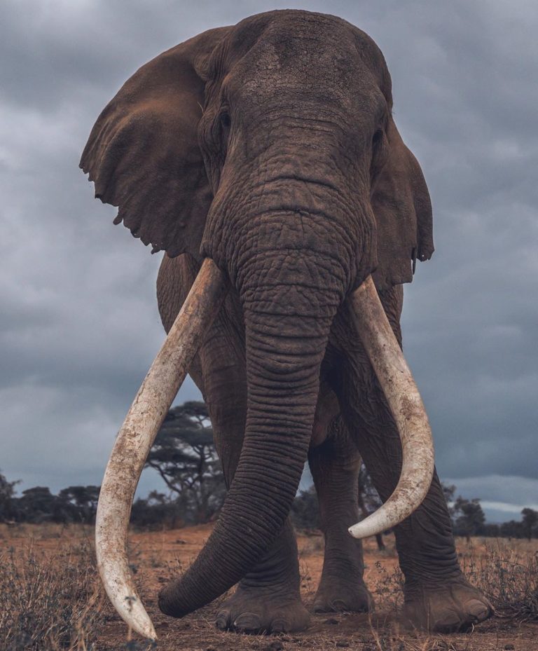 Interesting facts about the African Elephants | SchoolForAfrica.org