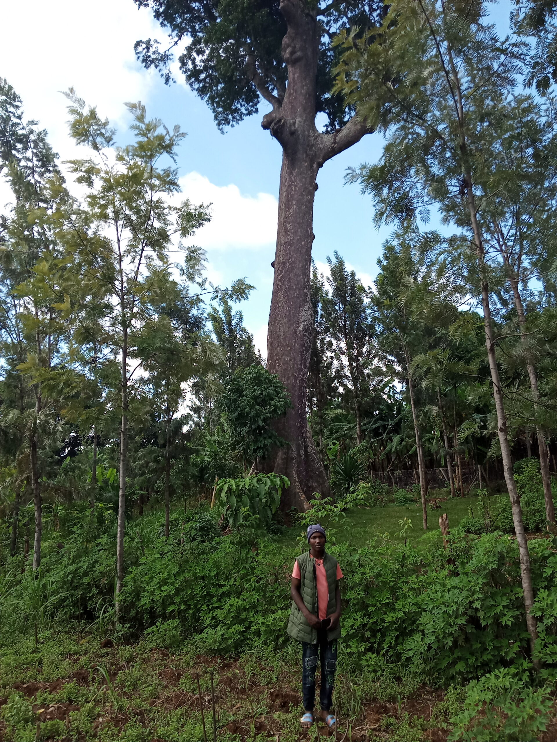 Mutunguru: the tallest tree in Kenya and probably the second tallest