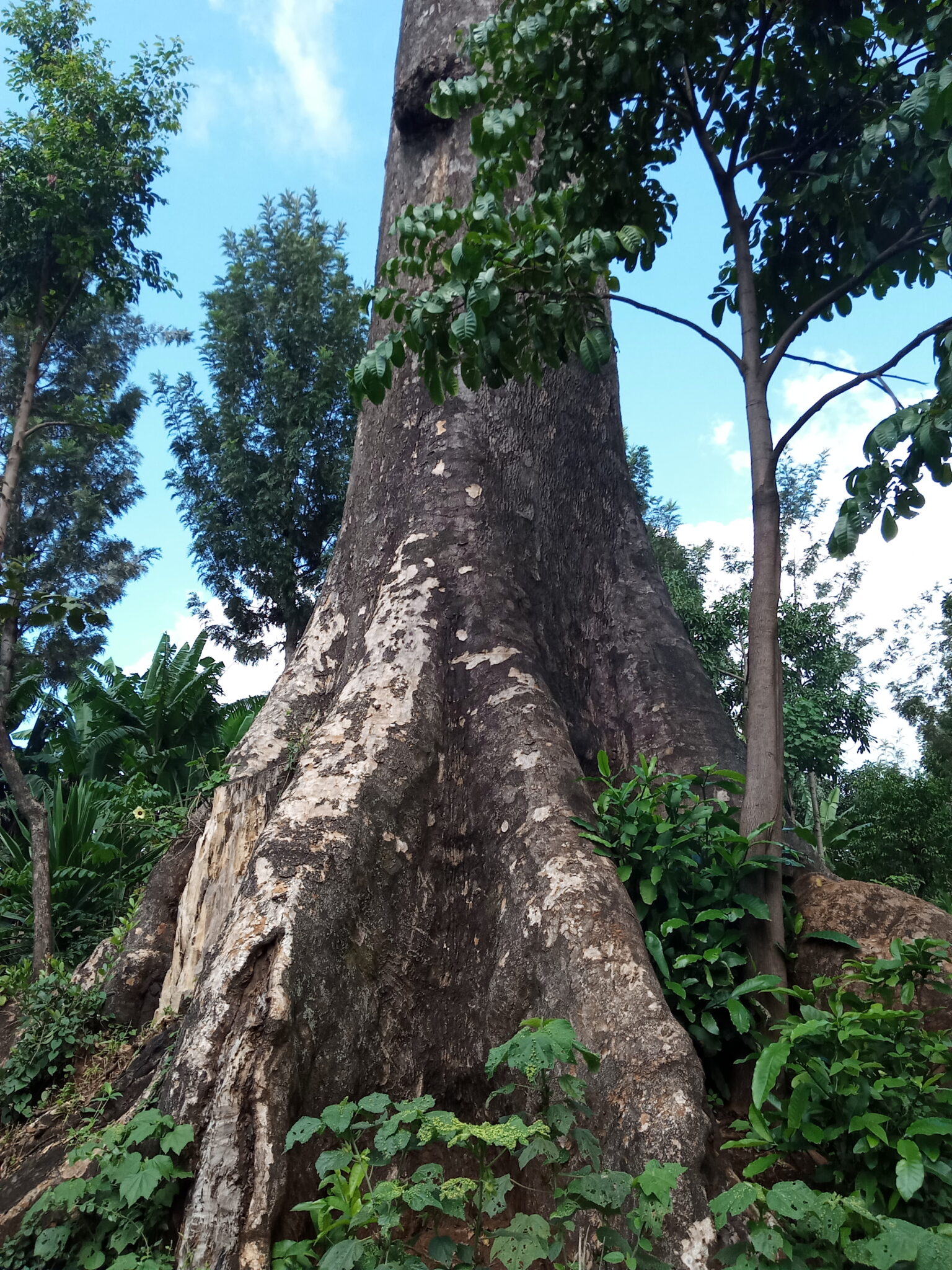 mutunguru-the-tallest-tree-in-kenya-and-probably-the-second-tallest