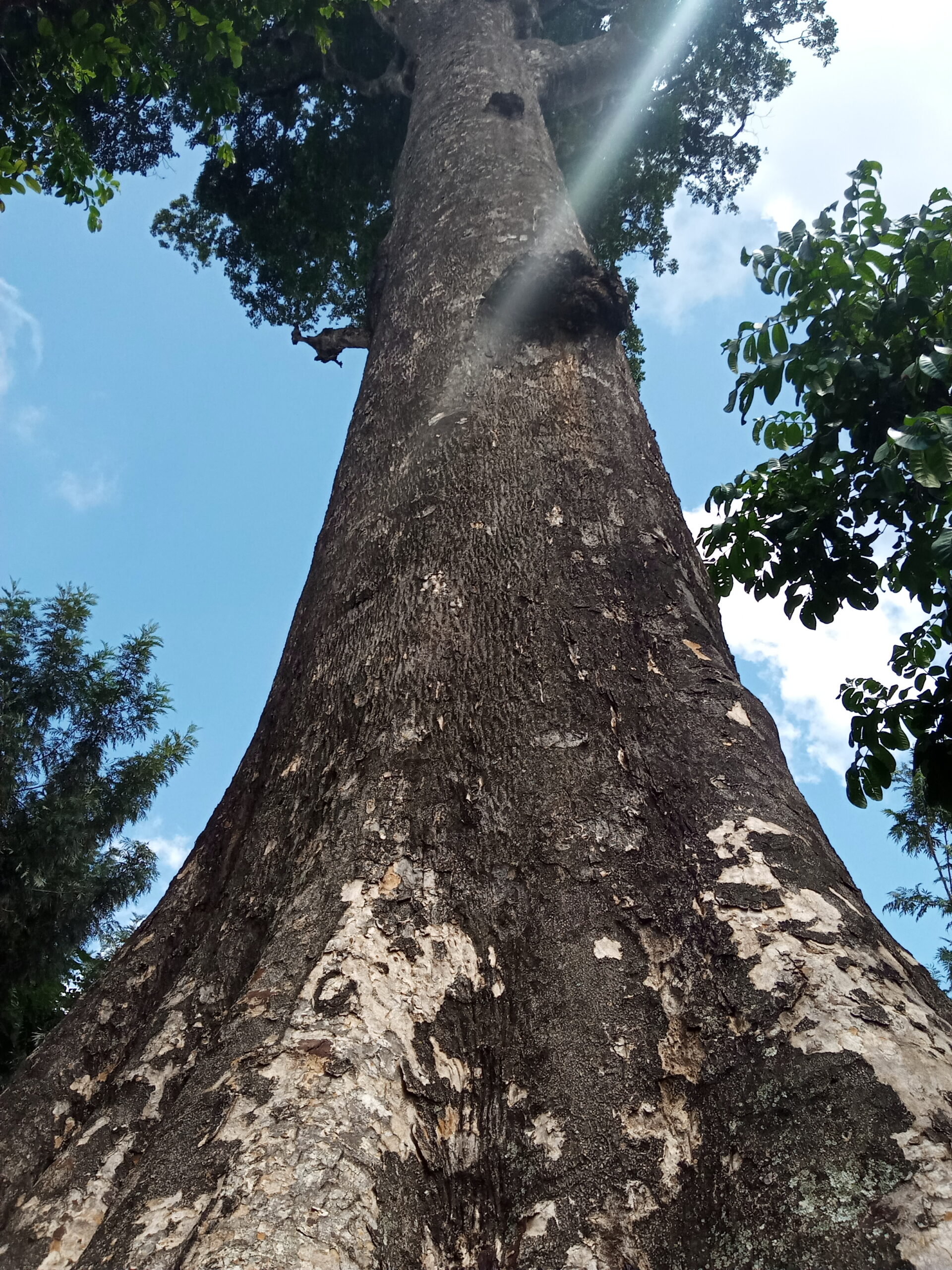 mutunguru tree